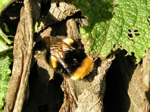 White-tailed bumblebee queen