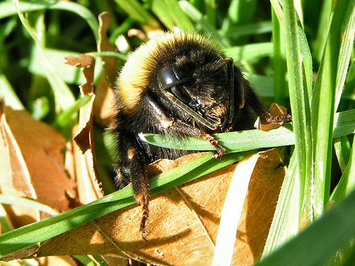 Queen white-tailed bumblebee close-up