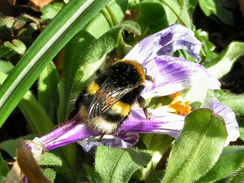 White-tailed bumblebee queen on crocus