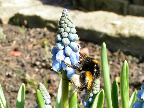 Queen white-tailed bumblebee on grape hyacinth
