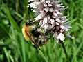 Common carder bee