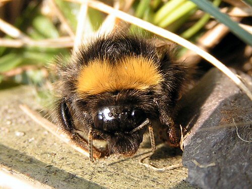 Queen early bumblebee face