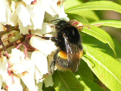 Queen buff-tailed bumblebee