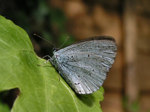 Holly blue underwing