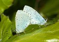 Mating holly blues