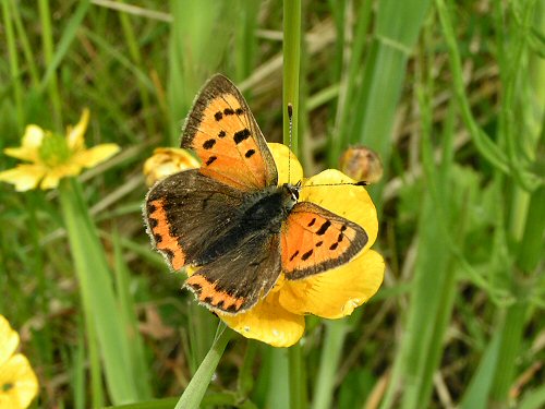 Small copper