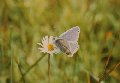 Common blue on daisy