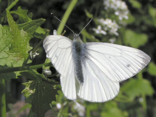 Green-veined white