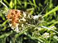 Male orange tip