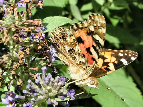 Painted lady