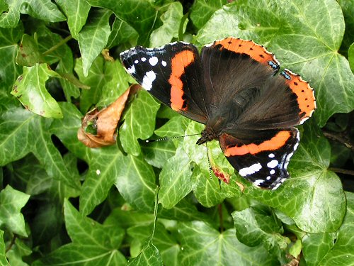 Red admiral on ivy