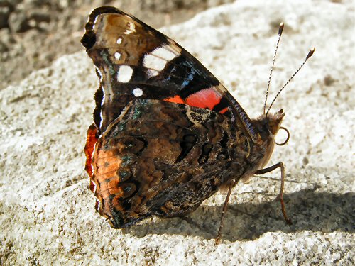 Red admiral underwing