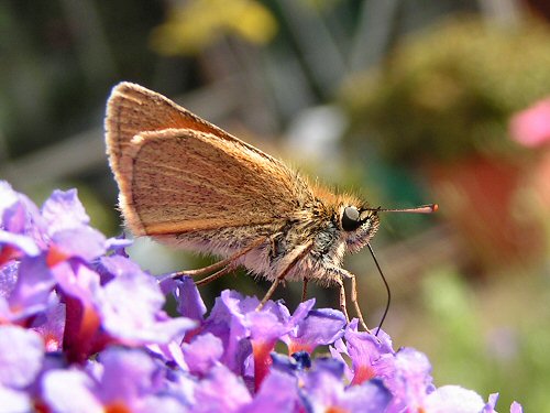 Small skipper