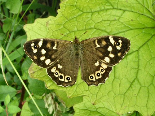 Speckled wood