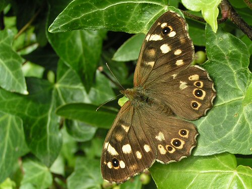 Speckled wood on ivay