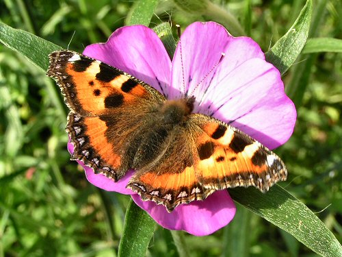 Small tortoiseshell on corn-cockle