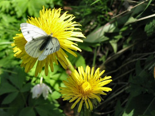 Female green-veined white on dandelion