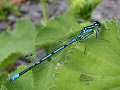 Male azure damselfly