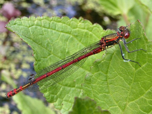 Male large red damselfly