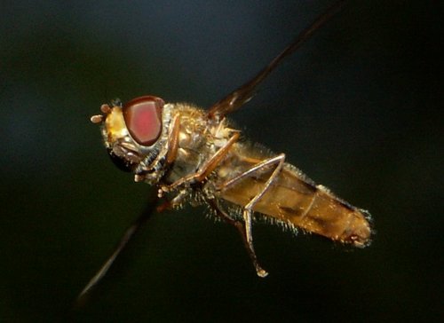 Marmalade fly in flight