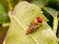 Newly emerged marmalade hoverfly