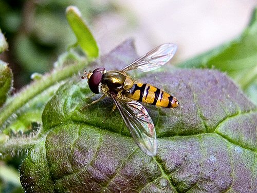 Marmalade fly