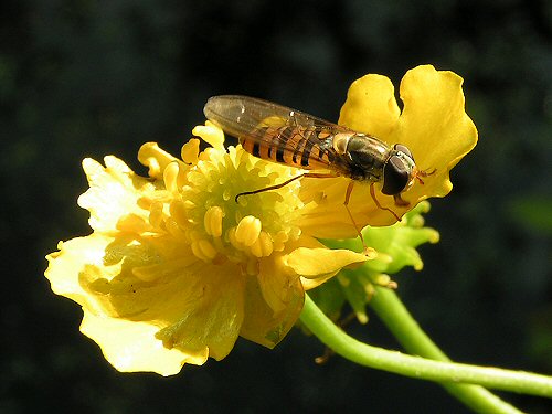 Marmalade fly on greater spearwort