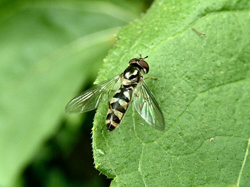 Hoverfly: Meliscaeva auricollis