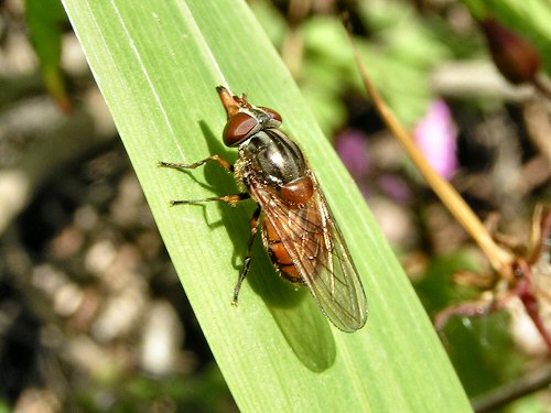 Hoverfly: Rhingia campestris