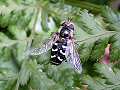 Hoverfly: Scaeva pyrastri