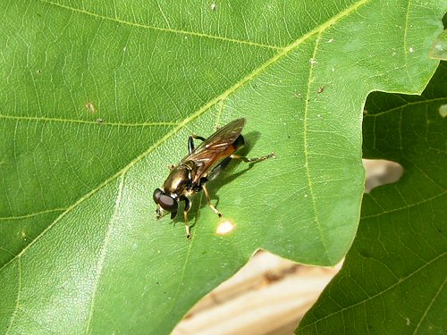 Hoverfly: Xylota segnis