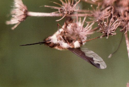 Bee fly resting on hogweed
