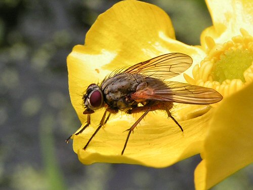 Dipteran fly