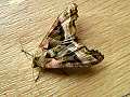 Angle shades moth