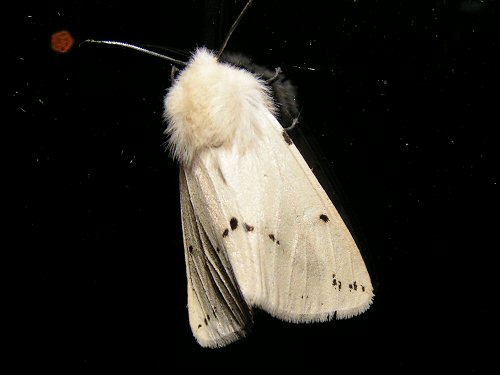 Buff ermine moth