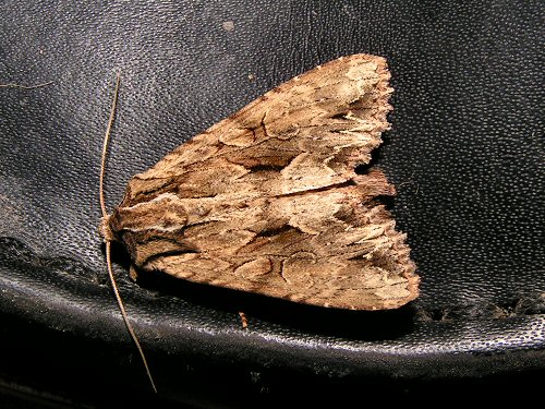 Dark arches moth