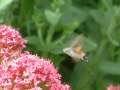 Hummingbird hawkmoth