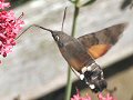 Hummingbird hawkmoth closeup