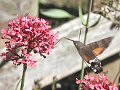 Hummingbird hawkmoth at red valerian