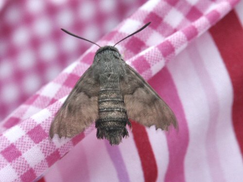 Hummingbird hawkmoth at rest