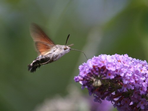 hummingbird-hawkmoth-martin-wilson-060725.JPG