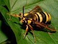 Hornet moth