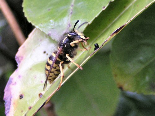 Tree wasp