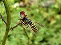 Tree wasp on water figwort