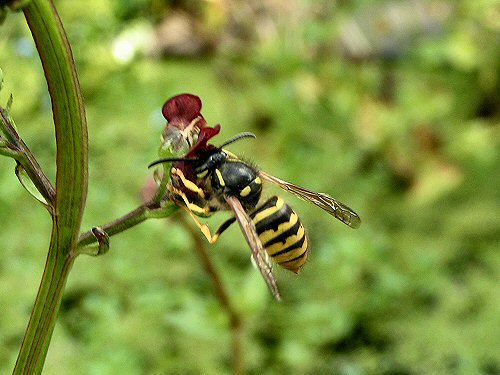 Tree wasp on water figwort