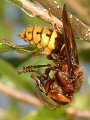 Hornet with prey