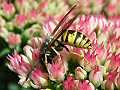 Common wasp on ice plant