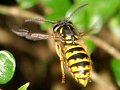 Common wasp in flight