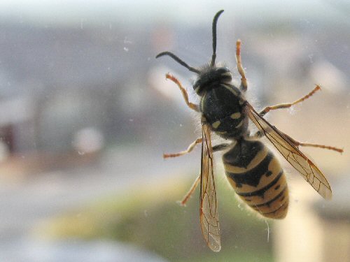Queen common wasp