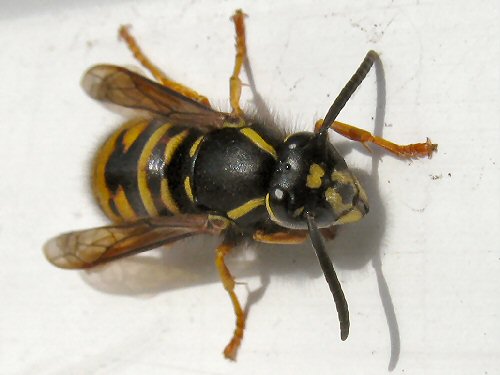 Face of the common wasp